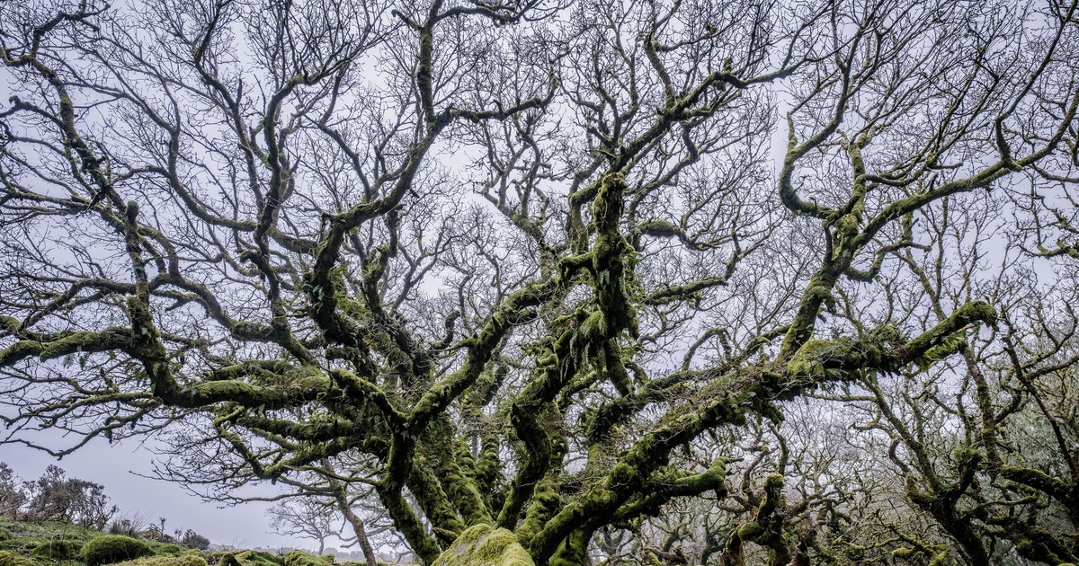 The Duchy of Cornwall commences essential work on Wistman’s Wood ...